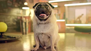 オオカミから犬へ サムネイル